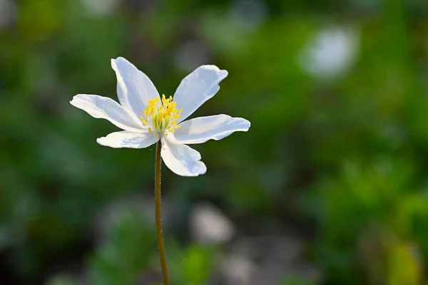 Piękne Wiosenne Tło Natura Kwiatami Trawie Poranna Rosa Słońcem Lesie — Zdjęcie stockowe