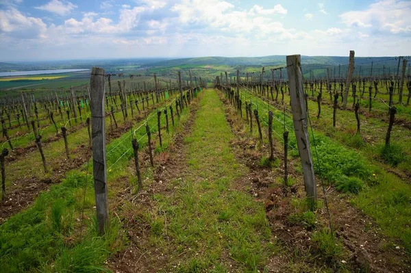 Winnice Region Palava Morawy Południowe Republika Czeska — Zdjęcie stockowe