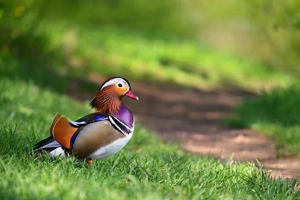 Lindos Patos Mandarim Animais Estado Selvagem Fundo Colorido Natural — Fotografia de Stock
