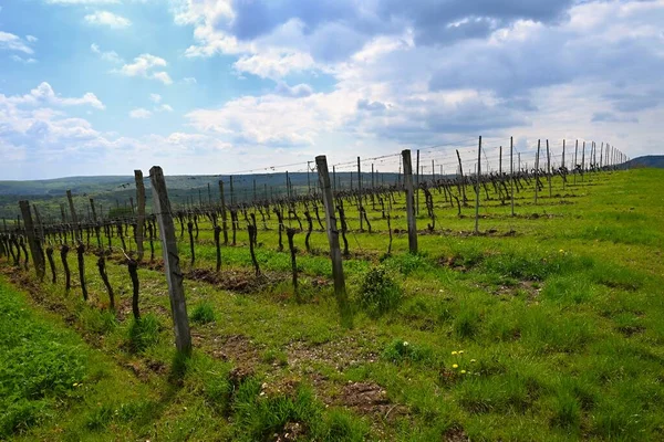 Üzüm Bağları Palava Bölgesi Güney Moravya Çek Cumhuriyeti — Stok fotoğraf
