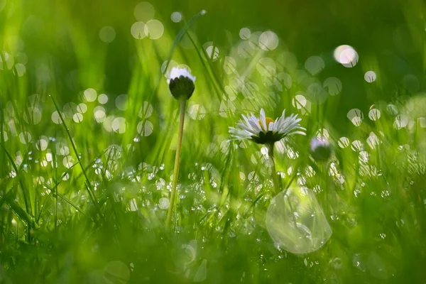 Прекрасный Весенний Фон Природа Цветами Траве Утренняя Роса Солнечным Светом — стоковое фото