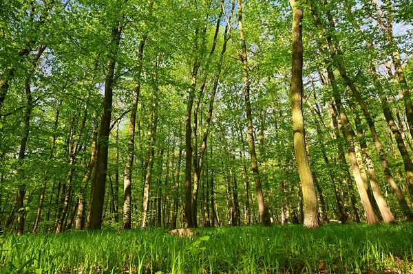 Bella Foresta Verde Primavera Sfondo Natura Con Sole — Foto Stock