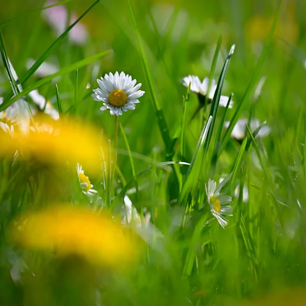 Daisy Flower Beautiful Spring Background Nature Flowers Grass Morning Dew — Stock Photo, Image