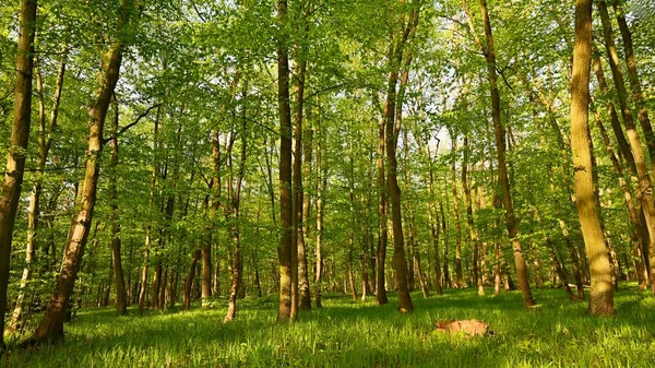 Πανέμορφο Και Καταπράσινο Δάσος Στην Άνοιξη Φύση Φόντο Ήλιο — Φωτογραφία Αρχείου