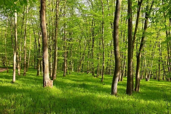 Bella Foresta Verde Primavera Sfondo Natura Con Sole — Foto Stock