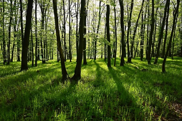 Prachtig Groene Bos Het Voorjaar Natuur Achtergrond Met Zon — Stockfoto