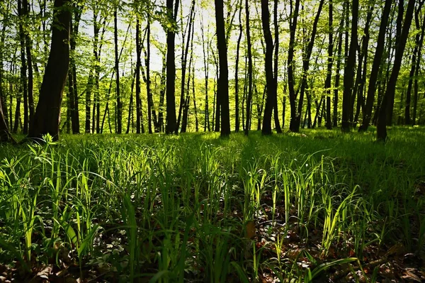 Πράσινο Φόντο Της Φύσης Δάσος Δέντρα Και Ακτίνες Του Ήλιου — Φωτογραφία Αρχείου
