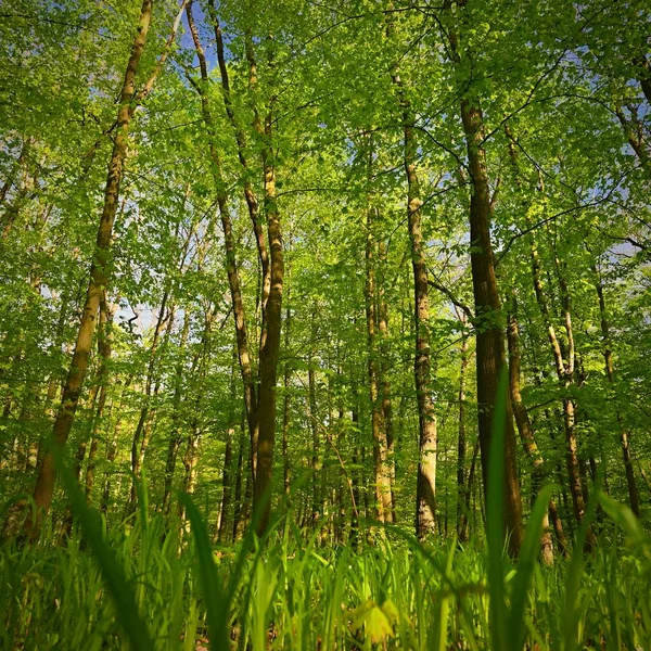 Fondo Naturaleza Verde Bosque Árboles Rayos Sol Fondo Colorido Naturaleza — Foto de Stock