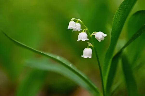 Piękne Małe Białe Kwiaty Wiosennej Rośliny Trująca Roślina Zielonymi Liśćmi — Zdjęcie stockowe