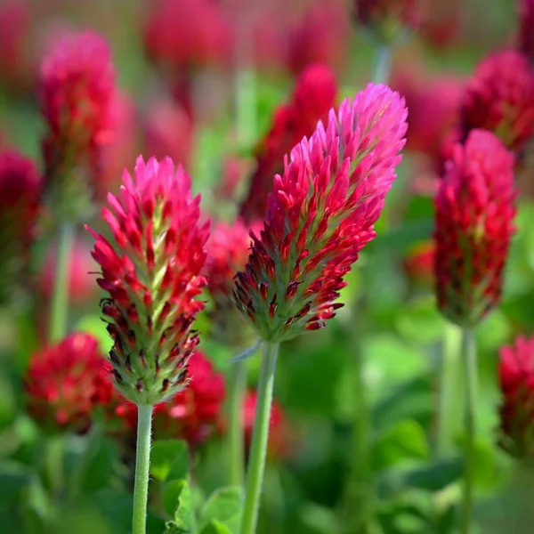 Piękne Czerwone Kwiaty Wiosenne Tło Natury Wcielenie Koniczyny Trifolium Incarnatum — Zdjęcie stockowe