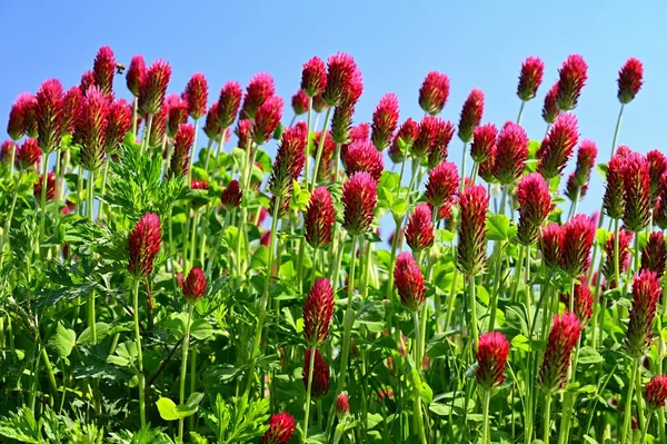 Piękne Czerwone Kwiaty Wiosenne Tło Natury Wcielenie Koniczyny Trifolium Incarnatum — Zdjęcie stockowe