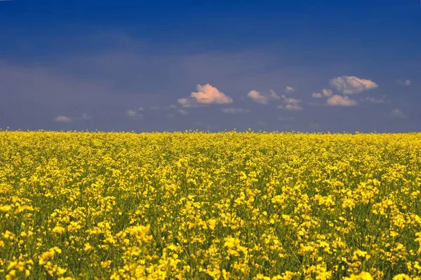 Ukrajinská Vlajka Krajina Ukrajiny Barvách Vlajky Znásilňovací Pole Modrou Oblohou — Stock fotografie