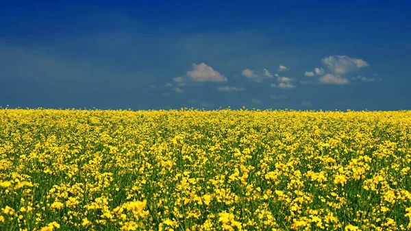 ウクライナの国旗 旗の色でウクライナの風景 青空と菜の花畑 ロシアによるウクライナへの攻撃 — ストック写真