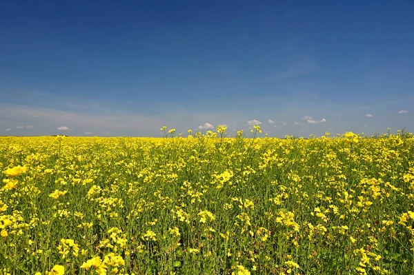 油の種のレイプ 人気の作物を持つフィールド 黄色の植物と青空と美しいチェコの風景 ブラシカ ナプス — ストック写真