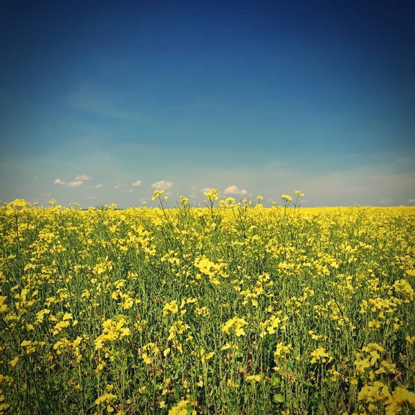 Rzepak Oleisty Pole Popularnymi Uprawami Piękny Czeski Krajobraz Żółtą Rośliną — Zdjęcie stockowe
