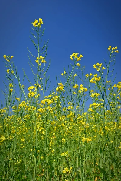 Oilseed Rape Field Popular Crop Beautiful Czech Landscape Yellow Plant — Stock Photo, Image