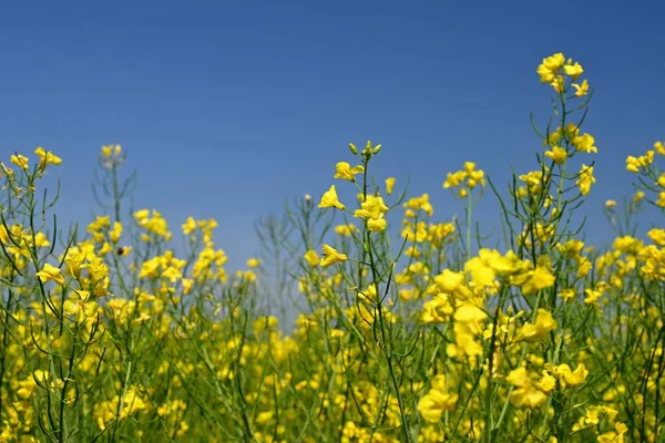 油の種のレイプ 人気の作物を持つフィールド 黄色の植物と青空と美しいチェコの風景 ブラシカ ナプス — ストック写真