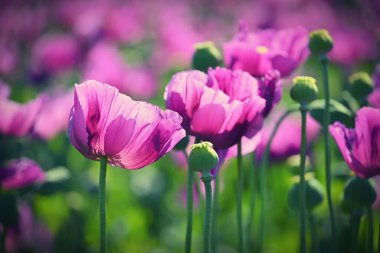 Güneşli bir yaz gününde, bir tarlada açan güzel mor bitkiler. Kış gelinciği - Çek mavi gelinciği. (Papaver somniferum)