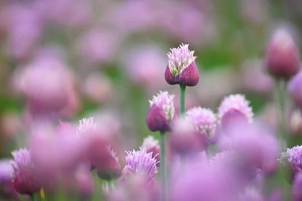 Mor Soğan Çiçekleri Olan Bir Manzara Güneşli Yaz Günü Mavi — Stok fotoğraf