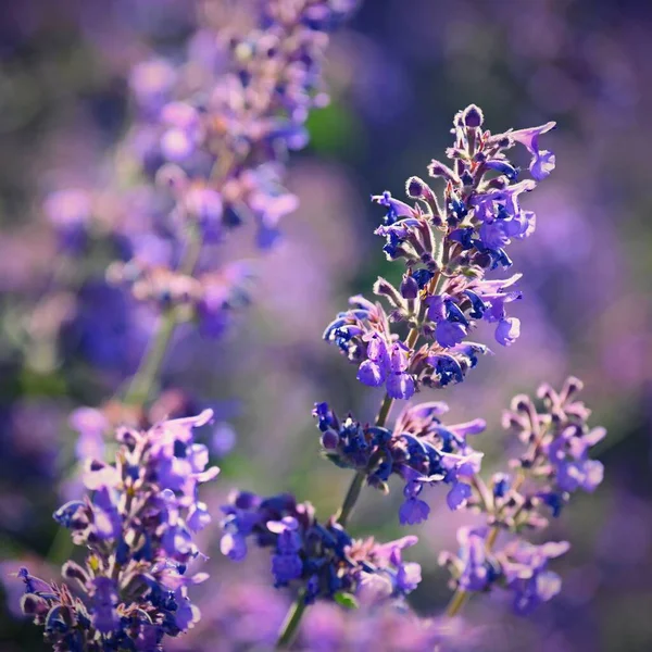 Lavender Lavandula Beautiful Blooming Purple Flower Medicinal Plant Natural Colorful — Zdjęcie stockowe
