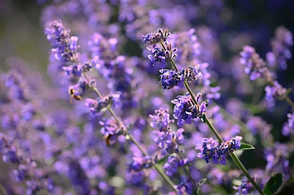 Лаванда Лаванда Красивый Цветущий Фиолетовый Цветок Лекарственное Растение Естественный Красочный — стоковое фото