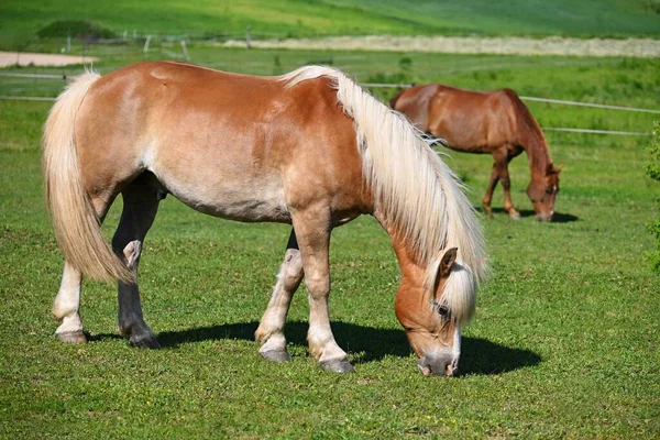 牧草地のパドックで美しい馬 晴れた夏の日に動物と自然背景 — ストック写真