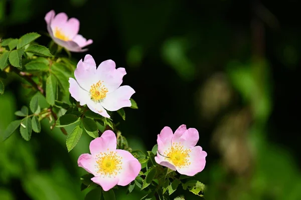 Pięknie Kwitnący Krzak Róży Zdrowa Roślina Stosowana Medycynie Ludowej Medycynie — Zdjęcie stockowe