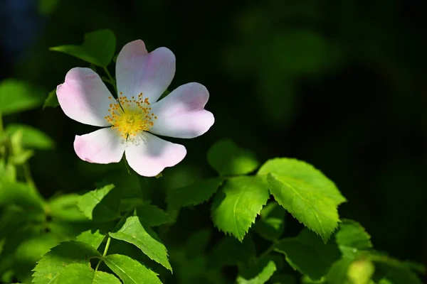 Beautifully Blooming Rosehip Bush Healthy Plant Used Folk Medicine Alternative — Stock Photo, Image