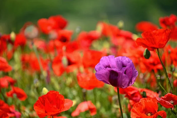 stock image Purple poppy flower among red ones - uniqueness. Beautiful poppies blooming in the field. Beautiful summer background with flowers. 