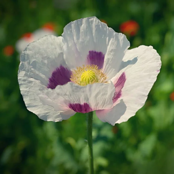 Прекрасні Білі Квіти Рослини Полі Білі Маки — стокове фото