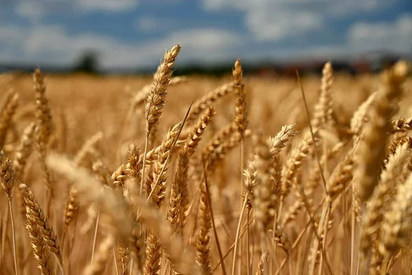 収穫と刈り取りの準備ができている穀物の熟したフィールド チェコ共和国の美しい夏の自然背景 — ストック写真