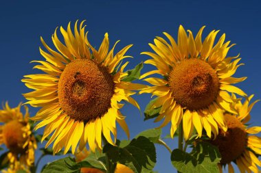 Ayçiçeği. Mavi gökyüzü olan güzel sarı çiçek. Yaz mevsimi için renkli bir arka plan. (Helianthus)