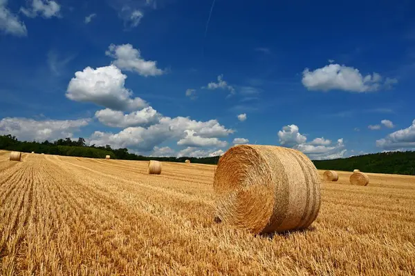 Nádherná Letní Krajina Zemědělská Oblast Kulaté Svazky Suché Trávy Terénu Stock Obrázky