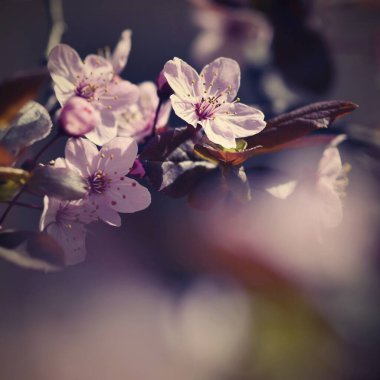 İlkbahar. Güzel çiçek açan Japon kirazı, Sakura. Doğada bir bahar gününde çiçekler ve güneş ile renkli bir arkaplan.