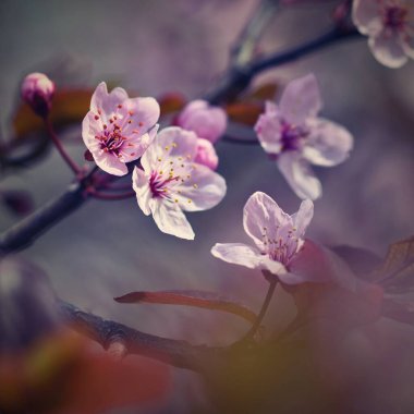 Güzel çiçek açan Japon kirazı, Sakura. Bir bahar günü çiçekli arka plan. 