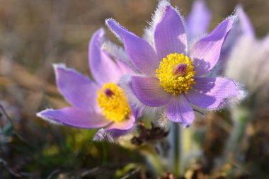 Bahçedeki güzel çiçekler
