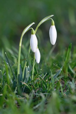 Ormanda kar damlaları