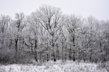 Ormandaki ağaçlar üzerinde kar
