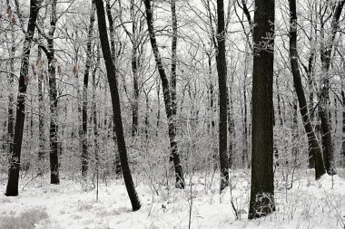 Kış manzarası. Karla kaplı ağaçlar. Kış manzarası.