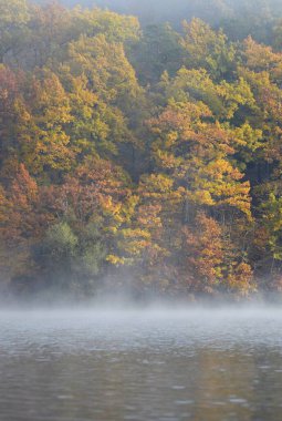 Ağaçlar ve yapraklarla dolu güzel sonbahar manzarası