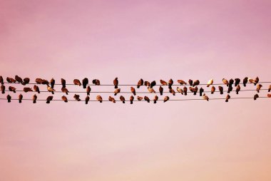 Gökyüzünde bir grup kuş