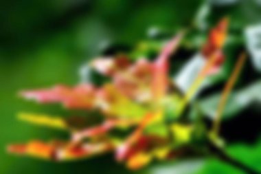 Bahçedeki çiçeklerin bulanık arkaplanı, bulanık yeşil yapraklı soyut arkaplan