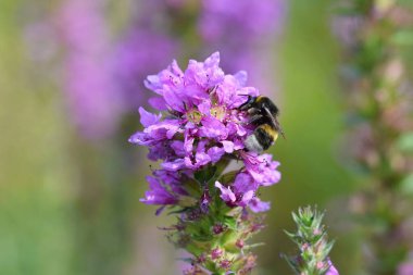 Bahçedeki güzel çiçekler