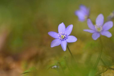 Bahçedeki güzel mavi çiçekler