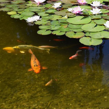 Gölette güzel nilüfer çiçeği