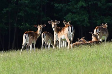 ormandaki geyik grupları