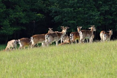 Çayırda bir grup geyik