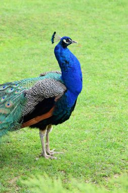 Tüylü tavuskuşu, yakın görünüm