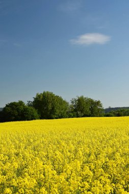 Kolza tohumu tarlası, sarı kolza tohumu tarlası çiçek açmış, mavi gökyüzü