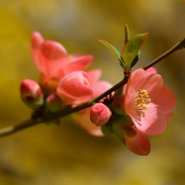 Güzel botanik fotoğrafı, doğal duvar kağıdı.